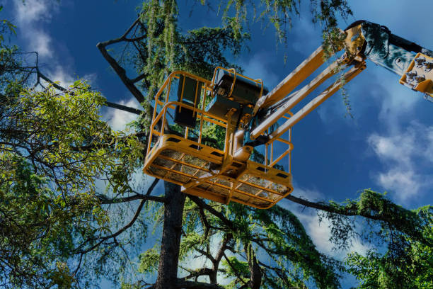 Trusted North Spearfish, SD  Tree Services Experts