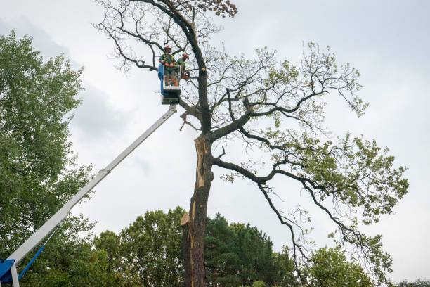 Best Root Management and Removal  in North Spearfish, SD