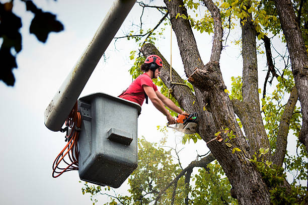 Tree and Shrub Care in North Spearfish, SD